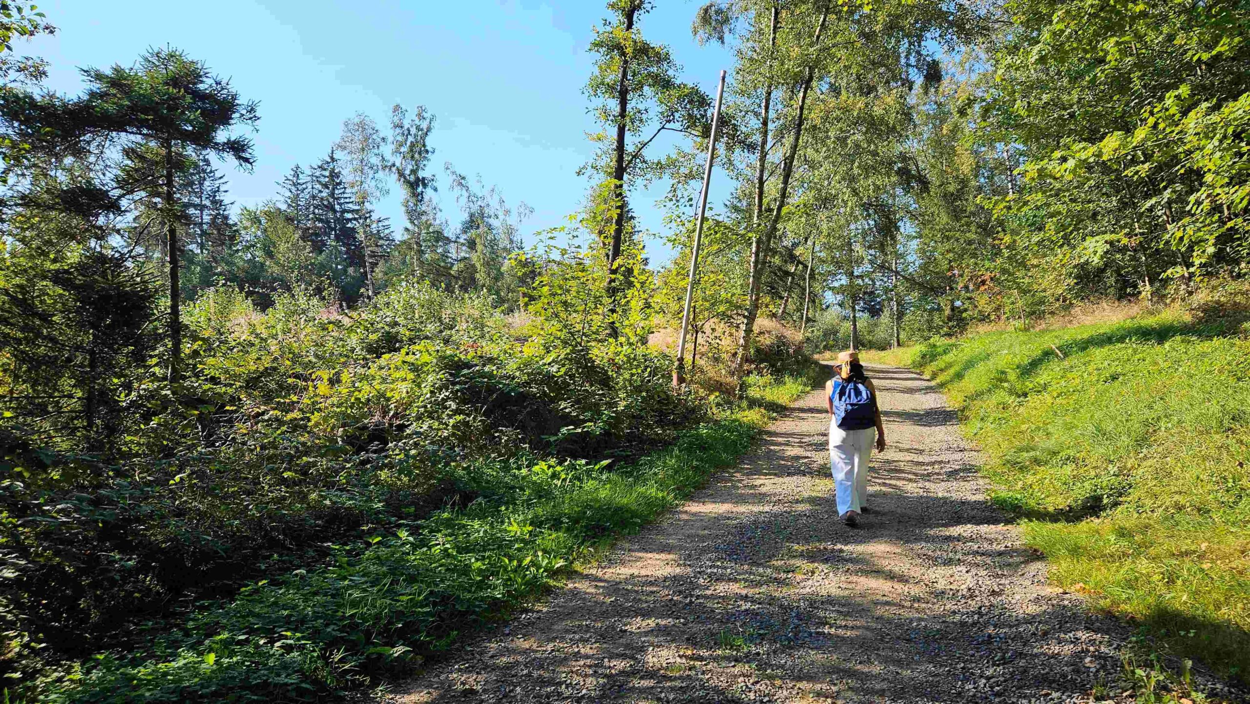 über den Forstweg etwas bergan