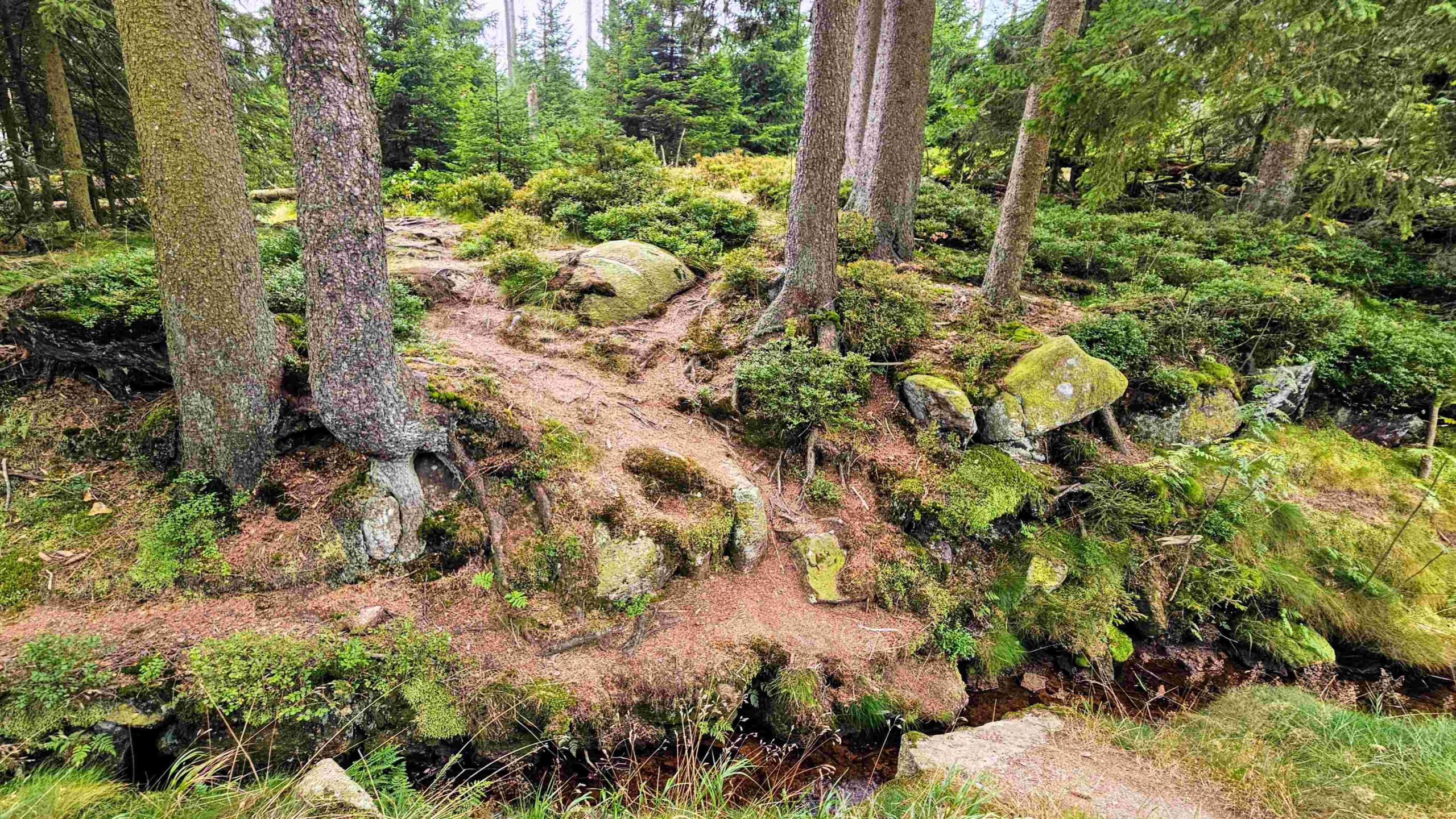 durch sich zur Wildnis wandelnden Natur