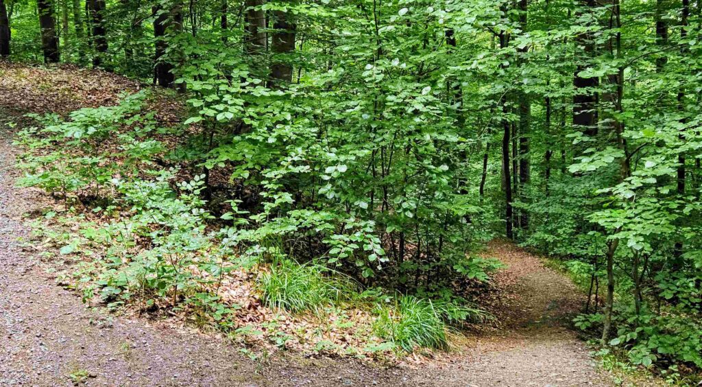 Abstieg vom Elfenstein über schmalen Pfad rechts