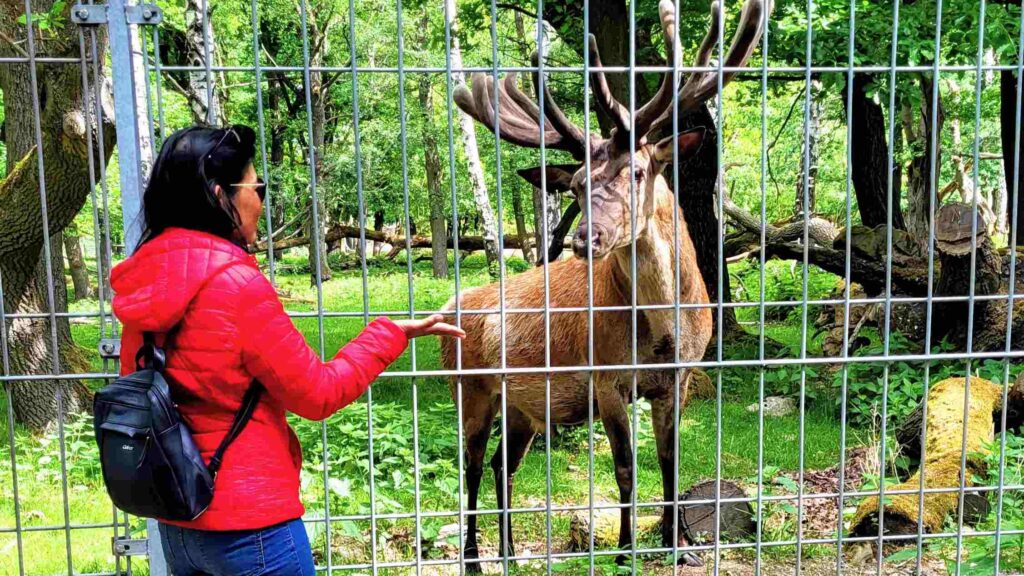 ansprechendes Wildgehege