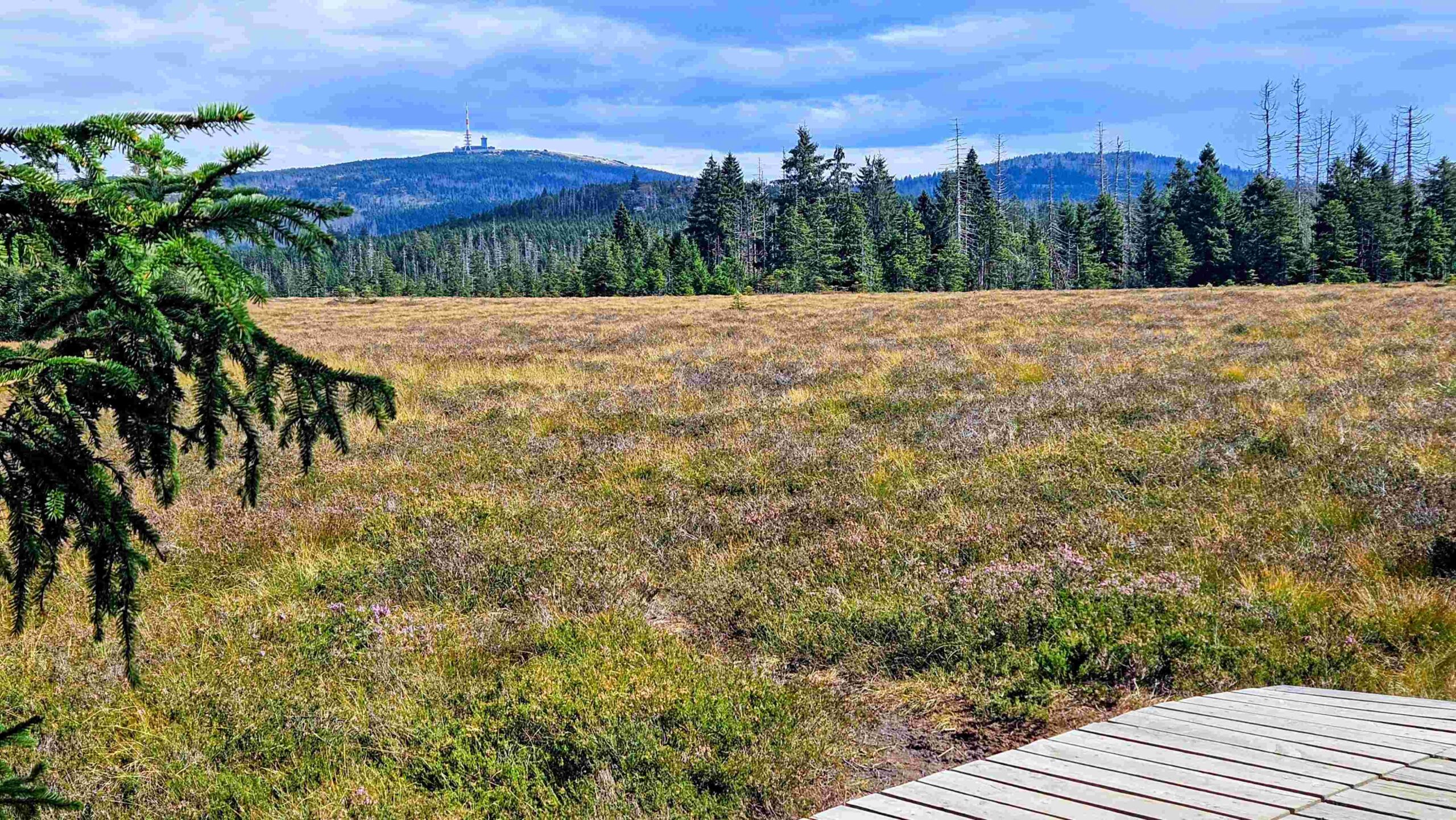 Für Sehleute: Moor mit Brockenblick
